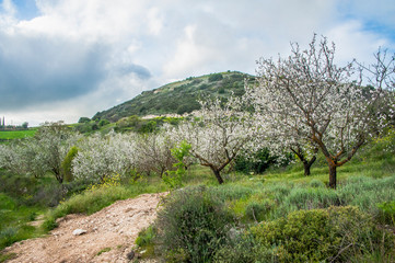 Almond trees growing on the seashore are the first to bloom, and then almond blossoms rise higher and higher into the Troodos Mountains.     