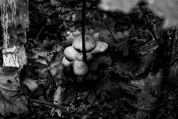 Wald
