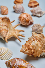 Mix of seashells set up on blue paper background