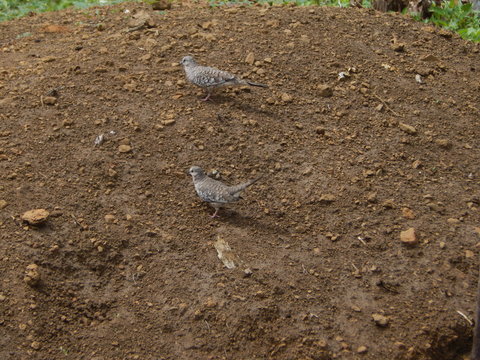 passarinho rolinha