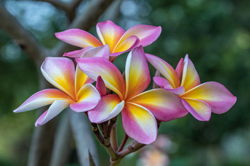 Close up pink ,white and yellow Plumeria flowers  in a garden.Frangipani tropical flower, plumeria flower are bloom.