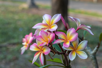 Close up pink ,white and yellow Plumeria flowers  in a garden.Frangipani tropical flower, plumeria flower are bloom.