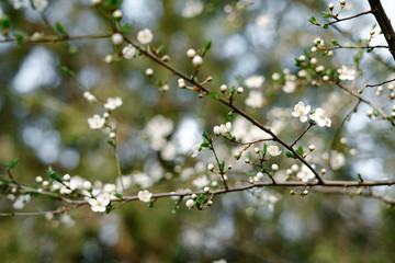 a lot of beautiful, delicate, white flowers blooming cherry plum on a tree branch, in the Botanical garden in the sun, in early spring