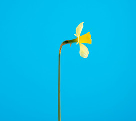 blooming yellow daffodil bud on a blue background, spring flower