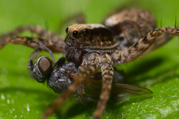 A macro shot of a wolf spider sitting on leaf and eating a fly