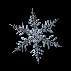 Snowflake isolated on black background. Macro photo of real snow crystal: elegant stellar dendrite...