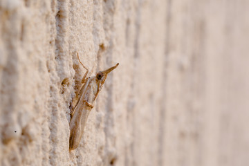 Aiolopus is a genus of grasshopper belonging to the family Acrididae, subfamily Oedipodinae and tribe Epacromiini, Crete.
