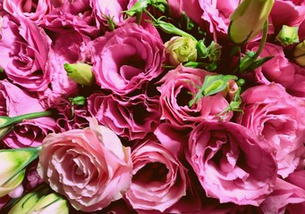 Beautiful pink and green lysentus flowers background