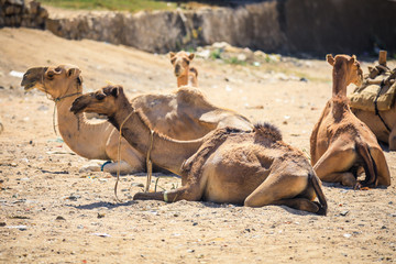 Sitting Beige Camel on the Aminal Market in Keren, Eritrea