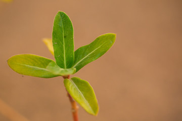 The bright green background of cyperus flabelliformis Rottb leaves.