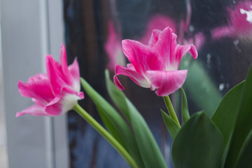 Bouquet of pink tulips on a mirror background.