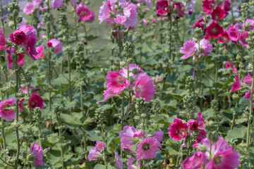 Pink Hollyhocks  flower in the garden.(Alcea rosea )Beautiful blooming pink flowers in green background.