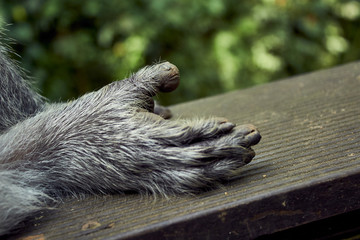 Indonesian monkey hand closeup outdoor