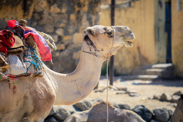 Sitting Beige Camel on the Aminal Market in Keren, Eritrea