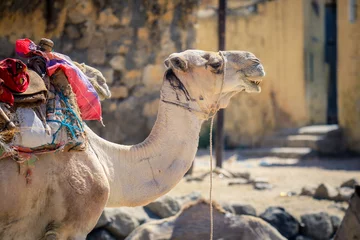 Sitzendes beiges Kamel auf dem Aminal-Markt in Keren, Eritrea © Dave