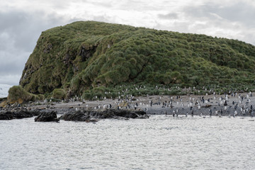 Penguins at the coast on Prion Island, South Georgia 