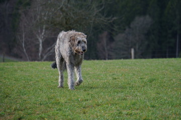 Irischer Wolfshund