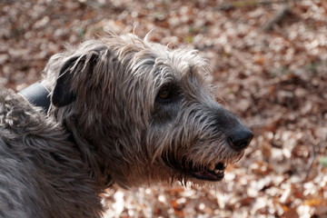Irischer Wolfshund