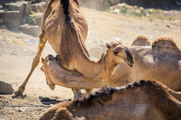 Many Camels on the Aminal Market in Keren, Eritrea