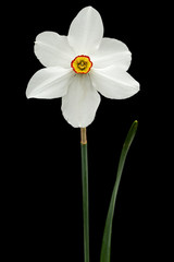 Flower of white Daffodil (narcissus), isolated on black background