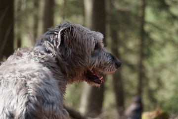 Irischer Wolfshund