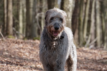 Irischer Wolfshund