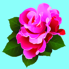 The roze on blue background. Isolated vector illustration. © Федор Целуйко