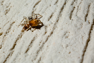 Jumping Spider eat Soldier fly or Oplodontha viridula on Nature.