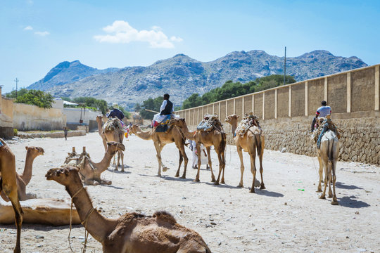 Many Camels on the Aminal Market in Keren, Eritrea