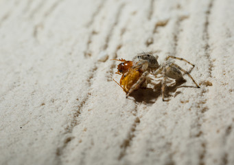 Jumping Spider eat Soldier fly or Oplodontha viridula on Nature.