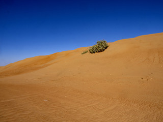 Fototapeta na wymiar The wind makes the sand of the Omani desert a beautiful formation, Oman