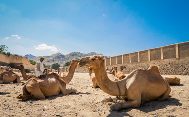 Sitting Beige Camel on the Aminal Market in Keren, Eritrea