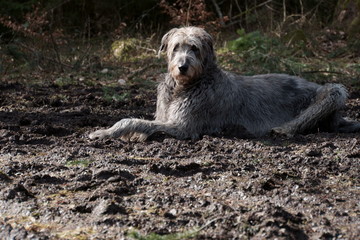 Irischer Wolfshund