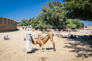 Keren, Eritrea - November 03, 2019: Camel Seller on the Aminal Market