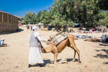 Naklejka premium Keren, Eritrea - November 03, 2019: Camel Seller on the Aminal Market