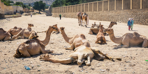 Many Camels on the Aminal Market in Keren, Eritrea