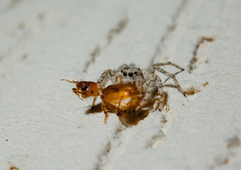 Jumping Spider eat Soldier fly or Oplodontha viridula on Nature.