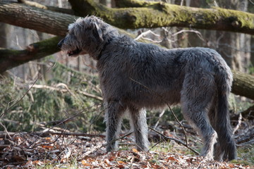 Irischer Wolfshund