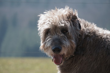 Irischer Wolfshund