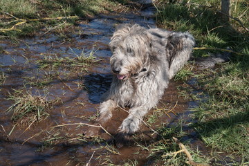 Irischer Wolfshund