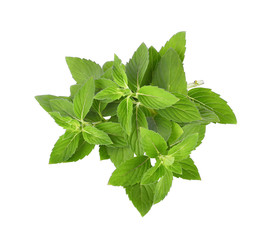 peppearmint leaf herb isolated on white background, healthy medicine