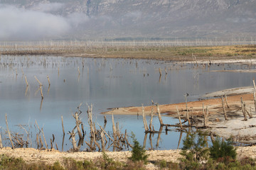 Reeds in the water
