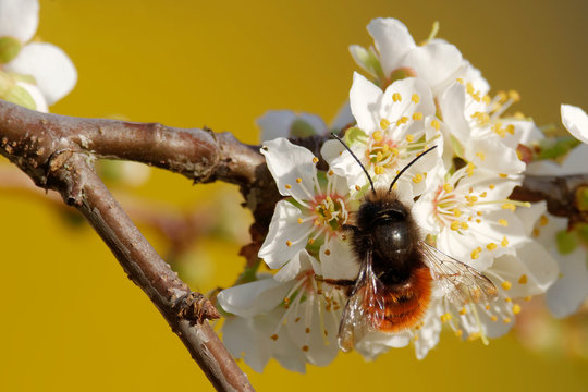 Geh&ouml;rnte Mauerbiene best&auml;ubt Bl&uuml;ten