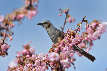 河津桜のヒヨドリ