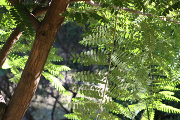 Fern and trees