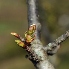 bud of a cherry tree on blurred background 