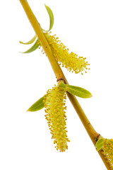 Blooming weeping willow closeup, isolated on white background