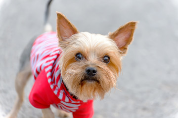 Little Yorkshire terrier dog in red suit jersey, close-up