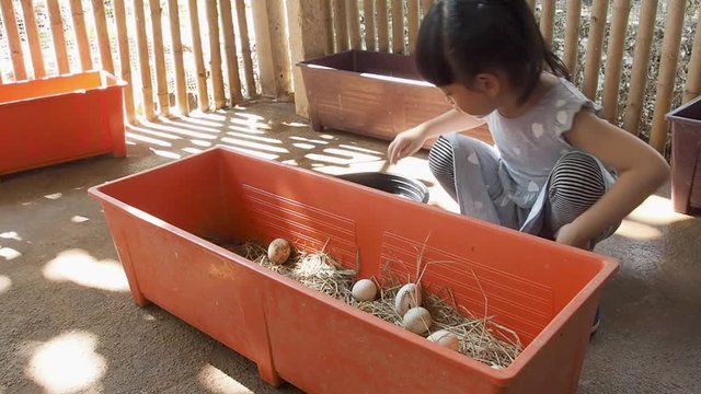 Asian Child Girl Farming Duck's Eggs, Activity Summer Camp School Break. Carefully Picking Up A Duck Egg.