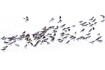 Flock of Snow Bunting (Plectrophenax nivalis)